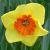 narcissusffloborderbeautydeeproot