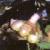 ophiopogonplaniscapusnigrescensfrut