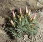 oxaliscfort9adenophylla