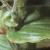 tricyrtisfolthirta