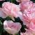 tulipacflo9angeliquenationalgardenbureau1