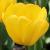 tulipacflo9bjewelofspringwikimediacommons1a