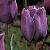tulipacflo9bleuaimablenationalgardenbureau1a