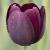 tulipacflo9queenofthenightnationalgardenbureau1a1
