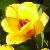 tulipacflo9stresawikimediacommons1a