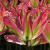 tulipacflo9virichicwikimediacommons1a