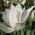 tulipacflo9whitetriumphatorwikimediacommons1a