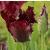 tulipacflos9blackparrotwikimediacommons1