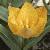 tulipafloturimiensis