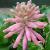 veltheimiacflobracteatarvroger
