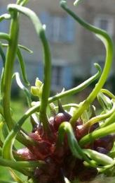 alliumflohaireasytogrowbulbs
