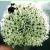 alliumpflo1stipitatummounteverestgeetee