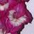 gladioluscfloaaralynnagc1