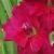 gladioluscflodestinynagc