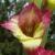gladioluscfloflowergirlnagc