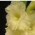 gladioluscflogoldenmelodyncoe