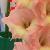 gladioluscfloroseelfncoe