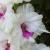 gladiolusfflonepriklausoymbeantanas