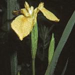 irispseudacorus3petals1a