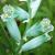 lachenaliacfloviridiflorarvroger1