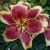 lilliumcfloreddutchrvroger1