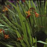 crocosmiaforcrocosmiiflora1
