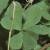 oxaliscfol9chrysantha