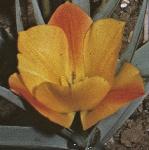 tulipaflo1batalinii
