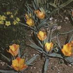 tulipagarbatalinii1