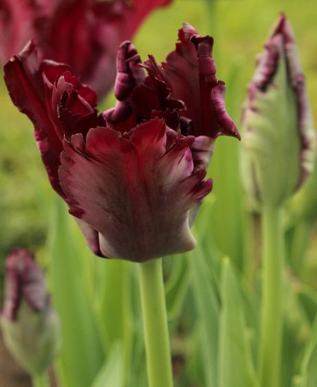 tulipapflos9blackparrotwikimediacommons