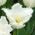 tulipacflo9daytonawikimediacommons1