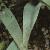 tulipafolturimiensis