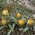 tulipaforturimiensis