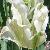 tulipapfor9springgreenwikimediacommons1a1