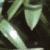 tulipatardafolt