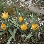 tulippagaruriemiensis1