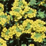 alyssumflomontanumflowermay84a