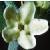 commoncflogromwell