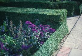 hbuxushed1sempervirens1a1