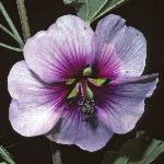 lavateraflomaritima1a