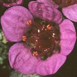 saxifragaflooppositifoliasplendens