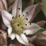 sedumflohispanicum1a