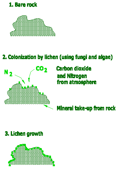 soil-formation-diagram.bare-rock,-colonization-by-lichen,-lichen-growth