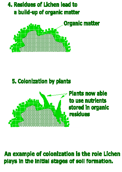 soil-formation-2, residues-of-lichen-lead-to-a-build-up-of-organic-matter,-then-colonization-by-plants