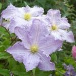 clematisblueangelflosroseland