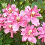 clematisbroughtonstarflosroseland