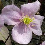 clematiselizabethfloroseland