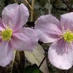 clematiselizabethflosroseland