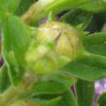 clematiselvanflobudchawthornes