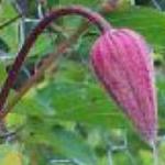 clematisetoileroseflobudcroseland